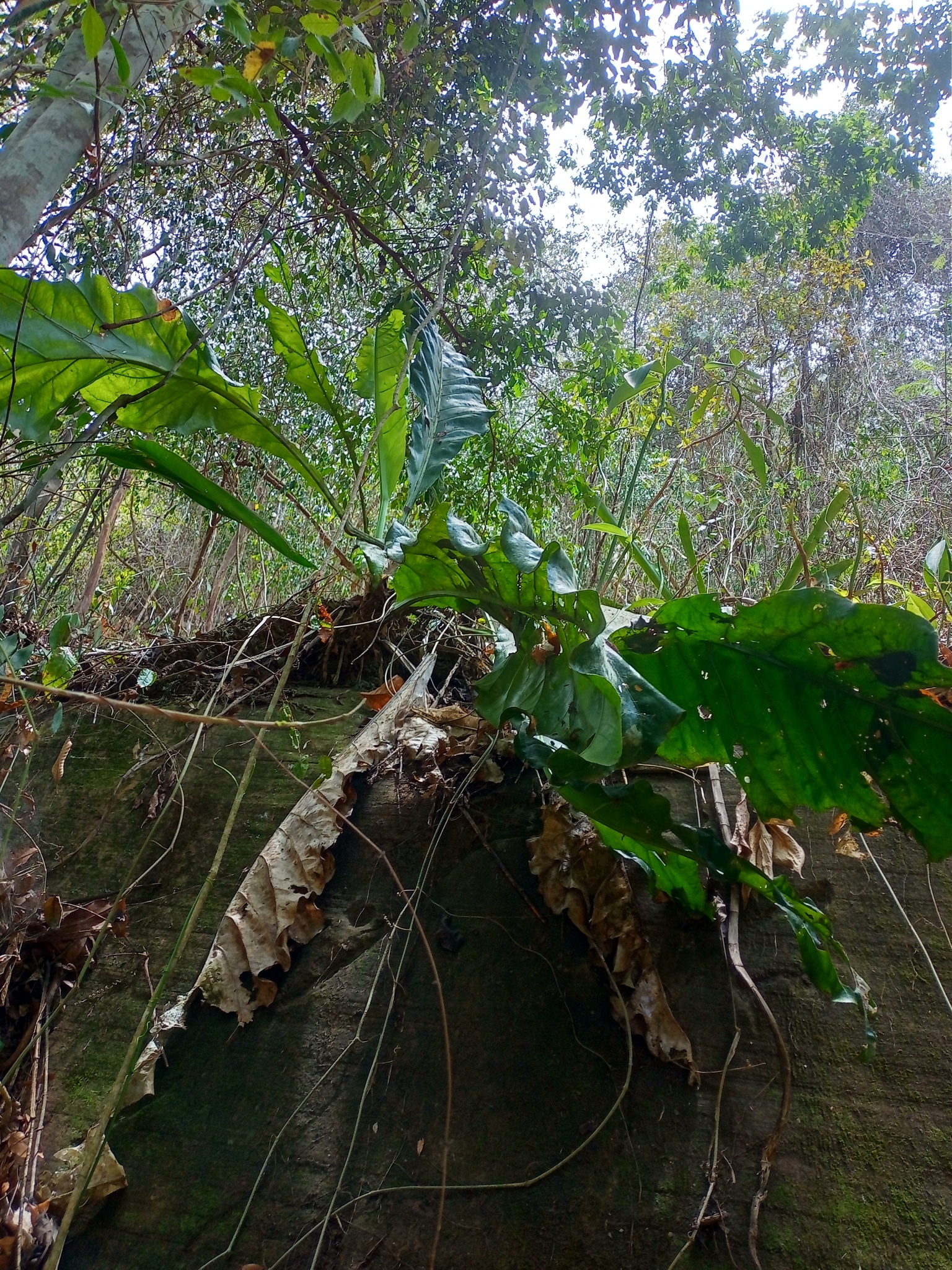 Anthurium affine