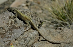 Liolaemus curis