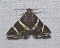 Grammodes oculicola