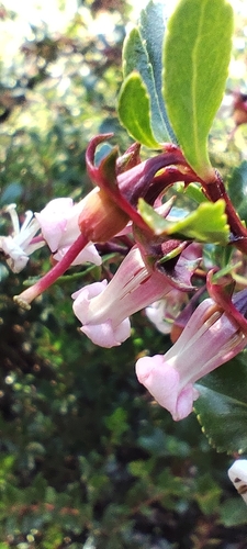 Escallonia alpina, photograph 6