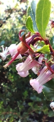 Escallonia alpina, photograph (c) Santiago Martín-Bravo, some rights reserved (CC BY)