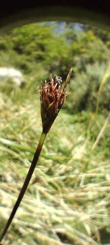 Caducous sedge (Carex caduca)