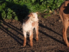 Capra hircus hircus