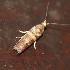Hypargyria metalliferella
