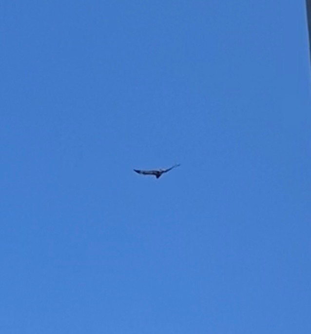 Square-tailed Kite (Lophoictinia isura), photo 3