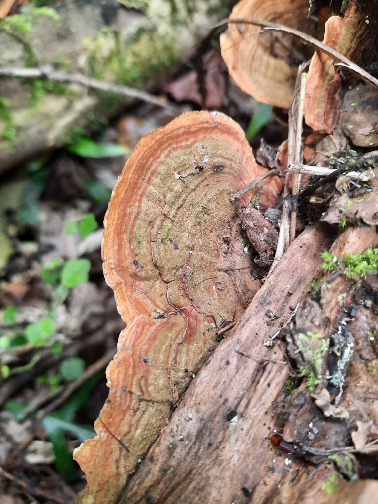 Stereum ostrea · February 2026 · photo: © maxxrandomnumbers (iNaturalist, cc0)