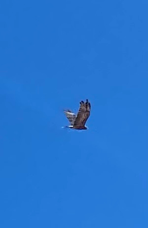 Square-tailed Kite (Lophoictinia isura), photo 4