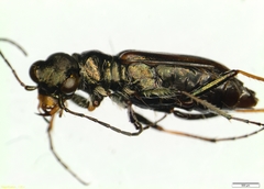 Cicindelina