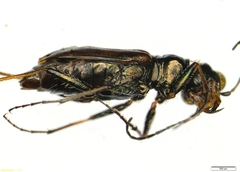 Cicindelina
