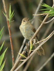 Acrocephalus newtoni