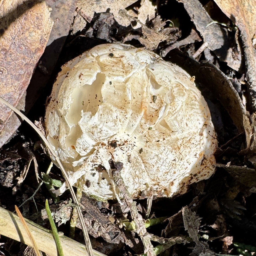 Clathrus ruber · February 2026 · photo: © karenoffereins (iNaturalist, cc-by)