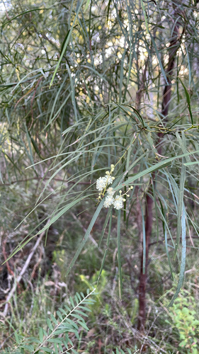 Acacia acrionastes observed 2026-02-18