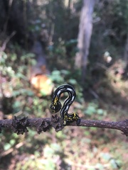 Acronyctodes cautama