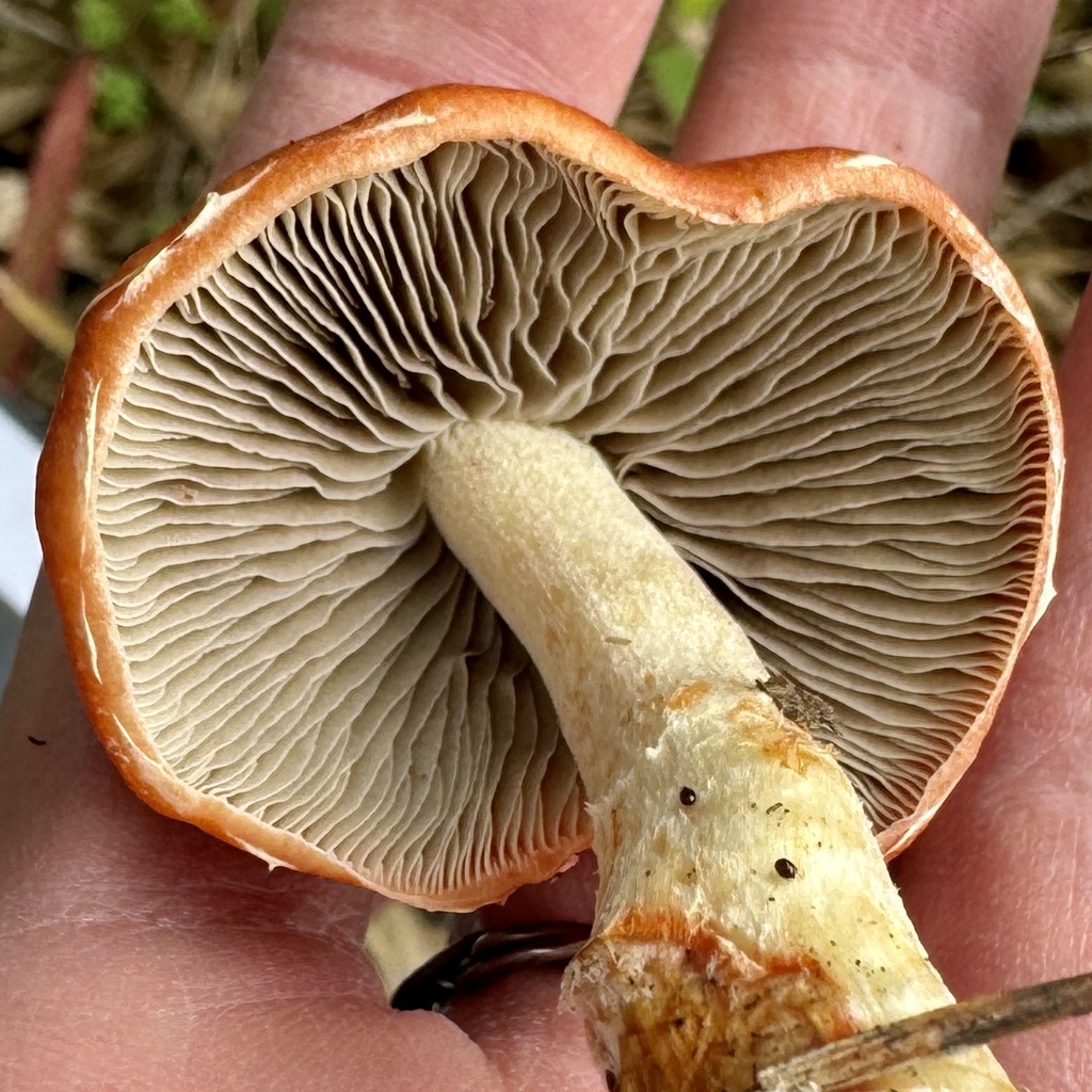 Leratiomyces ceres · February 2026 · photo: © karenoffereins (iNaturalist, cc-by)