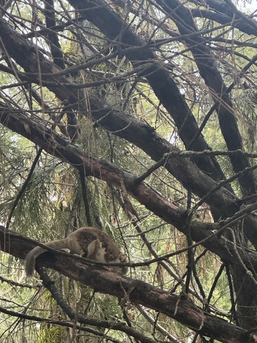 Humboldt's Flying Squirrel observed by halliebrown