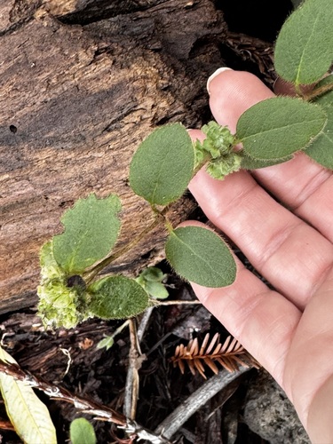 Unknown species found near Jack London State Historic Park, Sonoma, California, United States