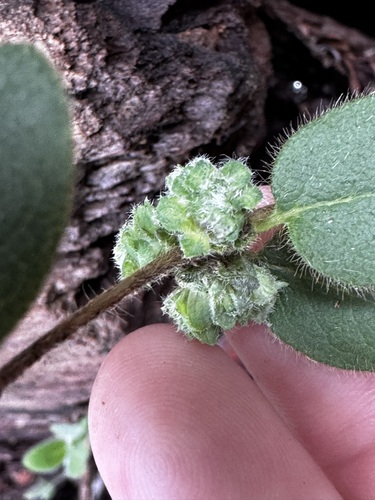 Unknown species found near Sonoma County, CA, USA