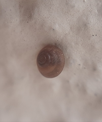 Euconulidae