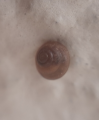 Euconulidae