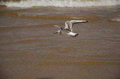 Chroicocephalus ridibundus