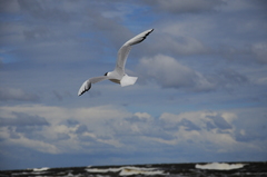 Chroicocephalus ridibundus