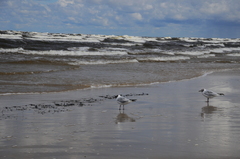 Chroicocephalus ridibundus