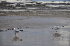 Chroicocephalus ridibundus