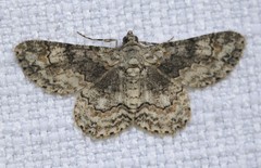 Cleora decisaria