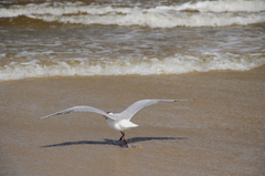 Chroicocephalus ridibundus