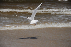 Chroicocephalus ridibundus