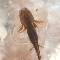 Ambystoma opacum