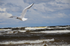 Chroicocephalus ridibundus