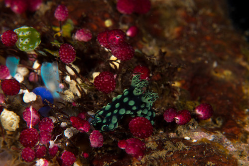 Nembrotha cristata