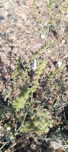 Flatspine Bursage (Ambrosia acanthicarpa)