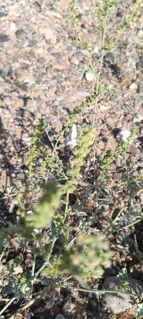 Flatspine Bursage (Ambrosia acanthicarpa)