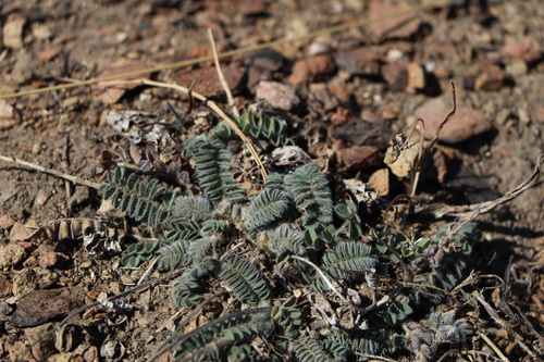 Parry's Milkvetch (Astragalus parryi)
