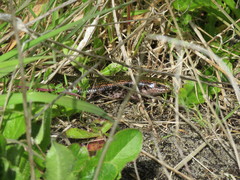 Oligosoma chloronoton