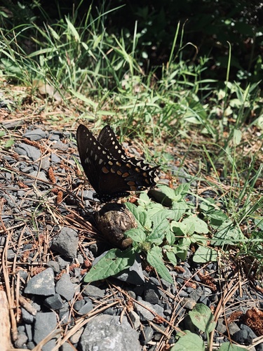 Photo of Spicebush Swallowtail (Papilio troilus)