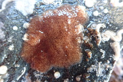 Kaburakia excelsa