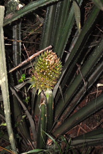 False Pineapple (Ananas macrodontes)