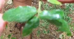 Empogona maputensis