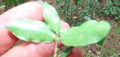 Empogona maputensis