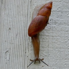 Euglandina rosea