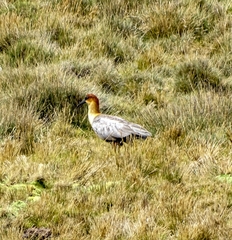 Theristicus branickii
