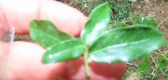 Empogona maputensis