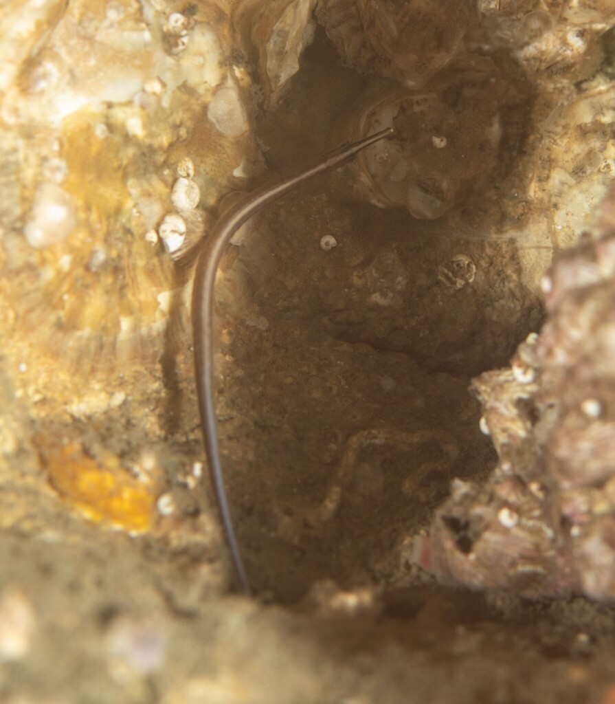 Sawtooth pipefish (Maroubra perserrata) — Syngnathidae