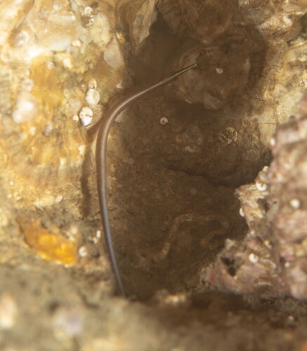 Sawtooth pipefish (Maroubra perserrata) — Syngnathidae