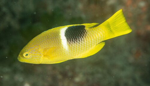Goudvlek-lipvis (Bodianus perditio) — Labridae
