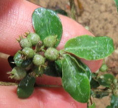 Empogona maputensis