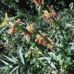 Dyschoriste angustifolia
